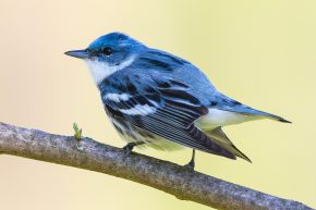 Image: Cerulean Warbler by Ryan Sanderson, Courtesy of American Bird Conservancy and Flickr