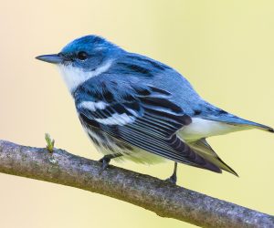 Image: Cerulean Warbler by Ryan Sanderson, Courtesy of American Bird Conservancy and Flickr